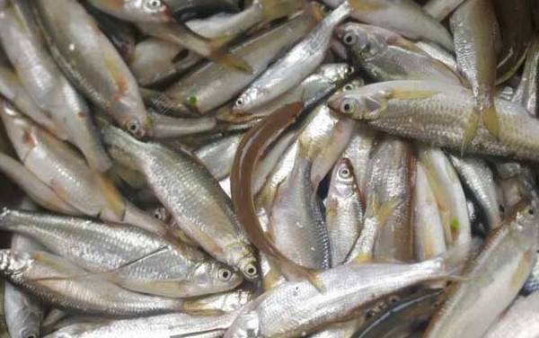 钓白条鱼什么时间段最好?