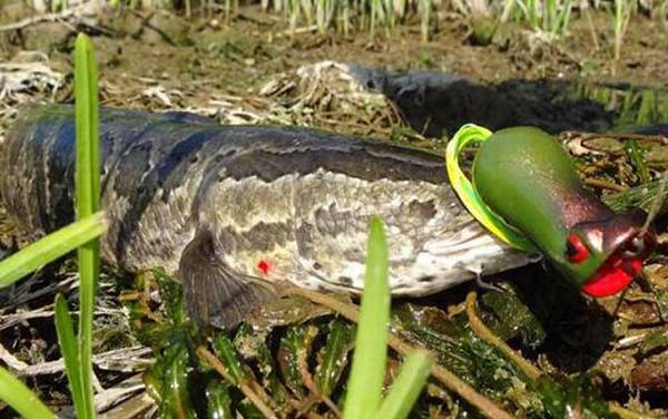 如何钓黑鱼最有效?