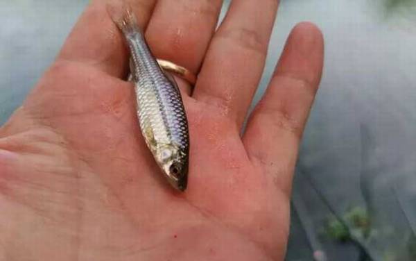 麦穗鱼钓底还是钓半水?