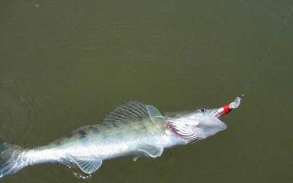 水库淡水鲈鱼怎么钓?