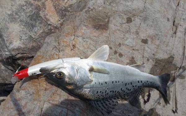 养殖鲈鱼怎么钓最佳?