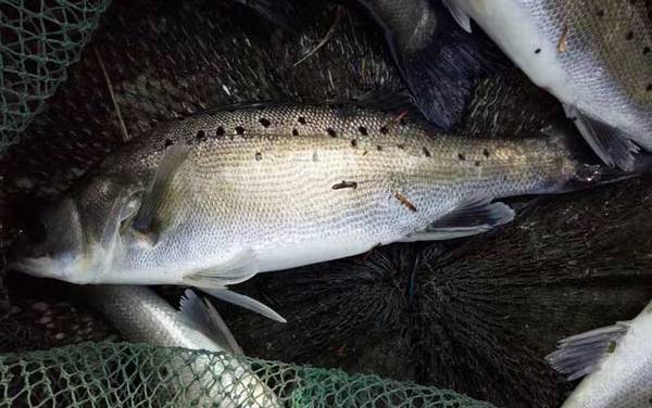 手竿钓鲈鱼怎么打窝?