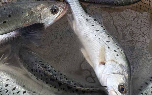 手竿钓鲈鱼怎么打窝?