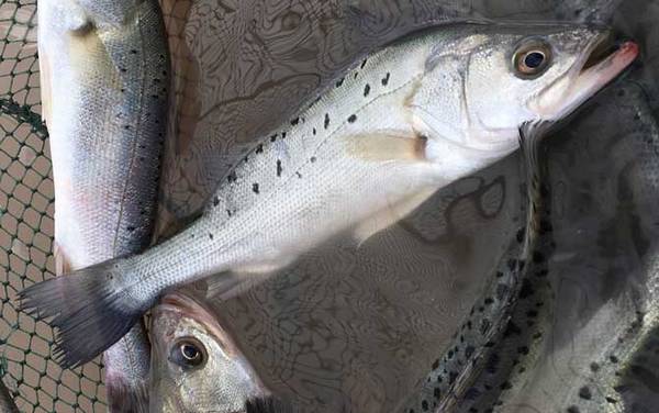 钓海鲈鱼用什么方式好?