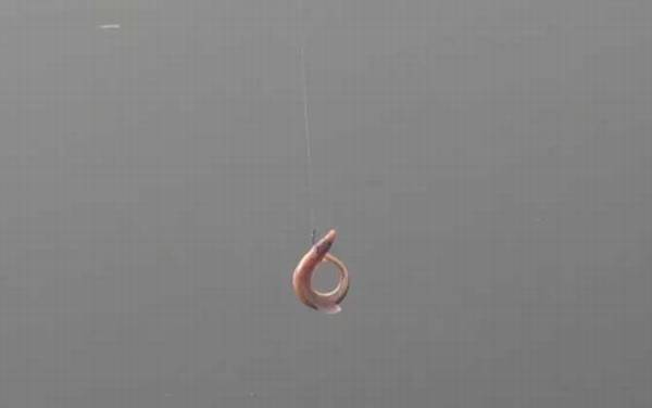 泥鳅做鱼饵正确的钓法