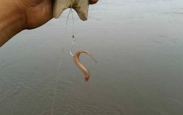 用泥鳅钓鱼怎么调漂?