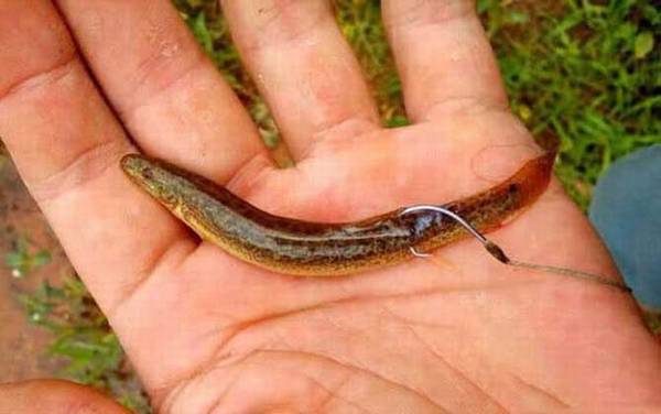 用泥鳅钓鱼怎么调漂?