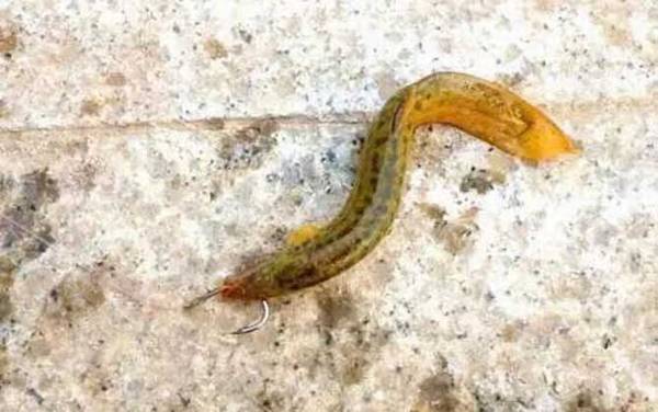 用泥鳅钓鱼怎么调漂?