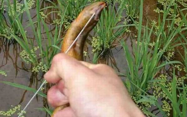 钓黄鳝不脱钩技巧及注意事项