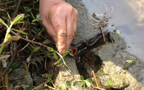 钓黄鳝不脱钩技巧及注意事项