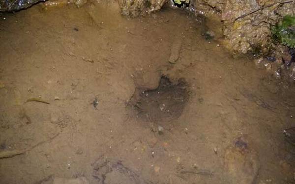 新手钓黄鳝洞怎么找?