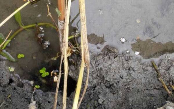 新手钓黄鳝洞怎么找?