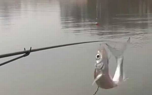 钓白条鱼需要打窝吗?