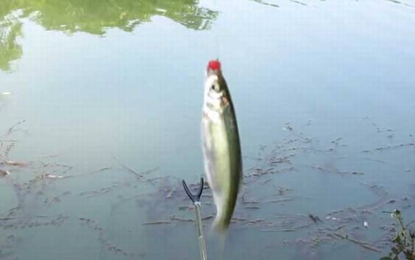 钓白条鱼需要打窝吗?