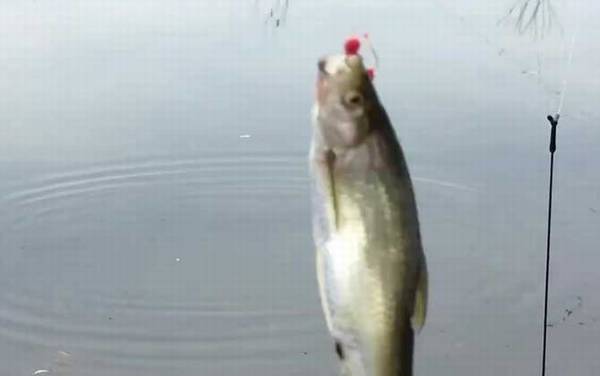 白条鱼冬天还能钓吗?