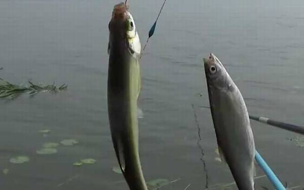 白条鱼冬天还能钓吗?