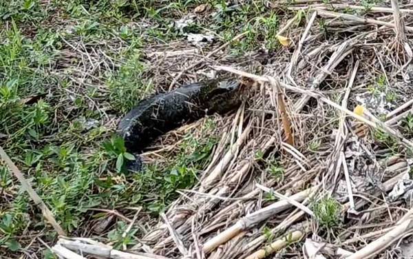 黑鱼怎么钓才容易上钩?