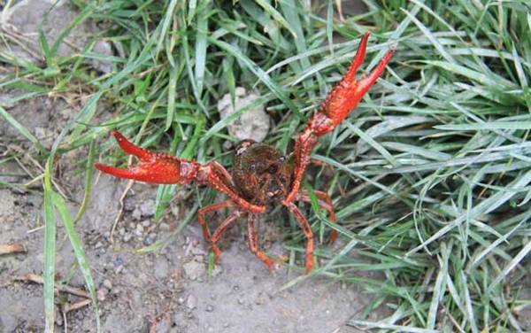 怎样钓小龙虾又快又多?