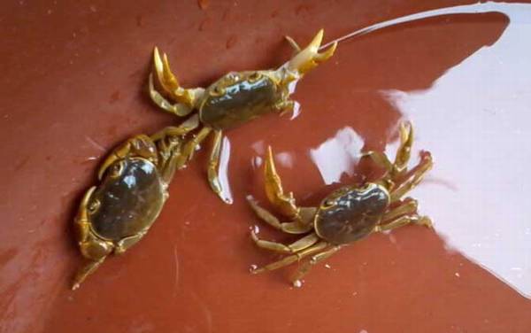 钓螃蟹的最快方法及注意事项