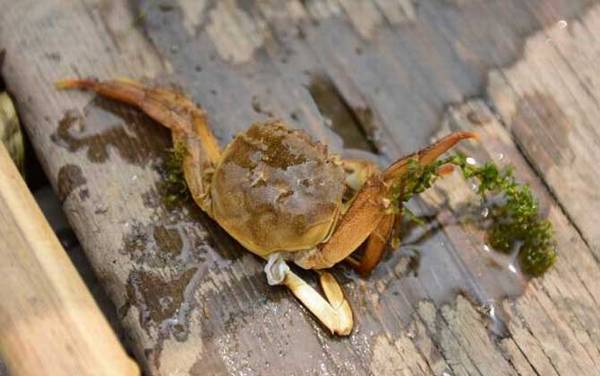野生螃蟹怎么钓最快?