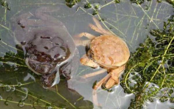 野生螃蟹怎么钓最快?