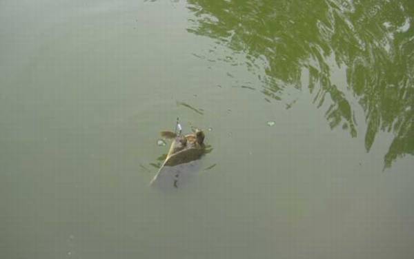 怎样钓甲鱼最有效?