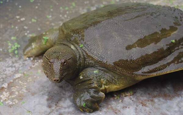 甲鱼多远能闻到猪肝味道?