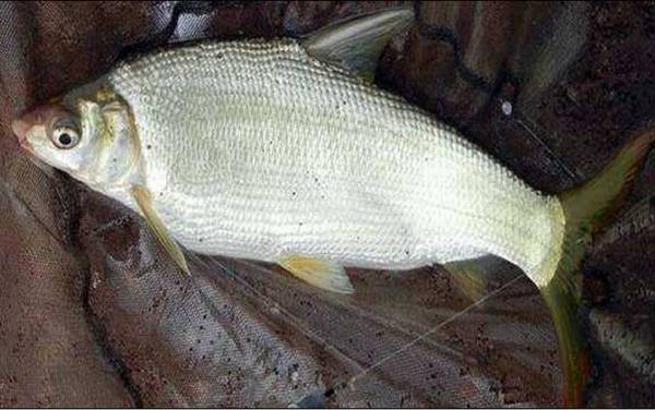 黄尾鱼怎么钓上鱼快?