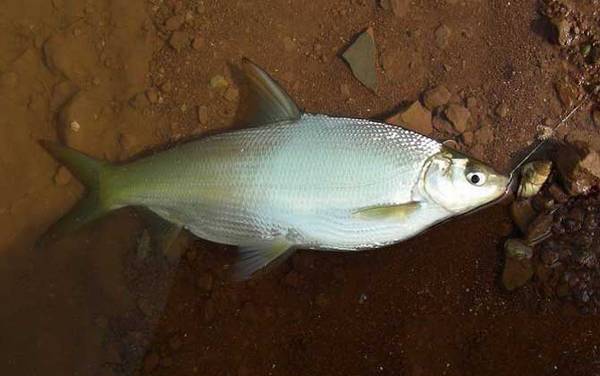 黄尾鱼一般钓多深的水?