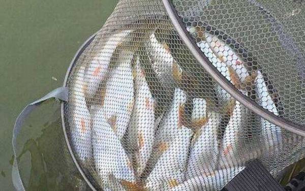 黄尾鱼一般钓多深的水?