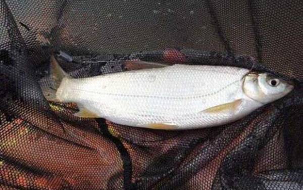 钓黄尾鱼最佳时间是什么时候?