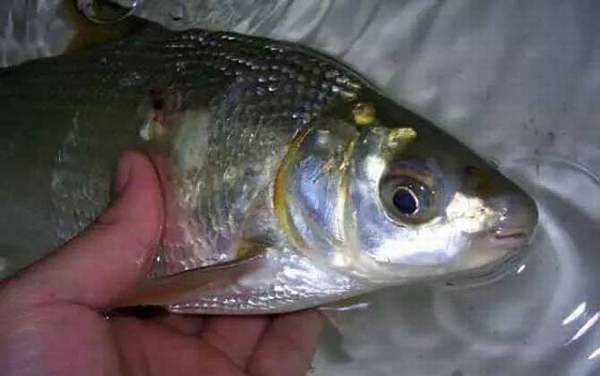 钓黄尾鱼最佳时间是什么时候?