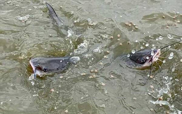 鮰鱼怎么钓上鱼快?