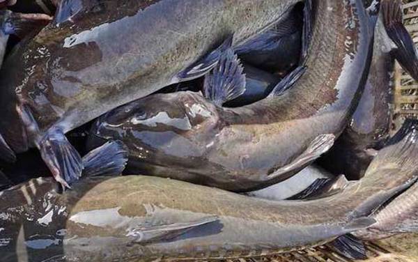 鮰鱼怎么钓上鱼快?