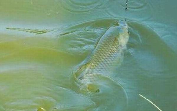 钓草鱼最佳调漂是几目?