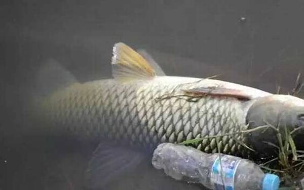 钓草鱼怎么挂草最好?