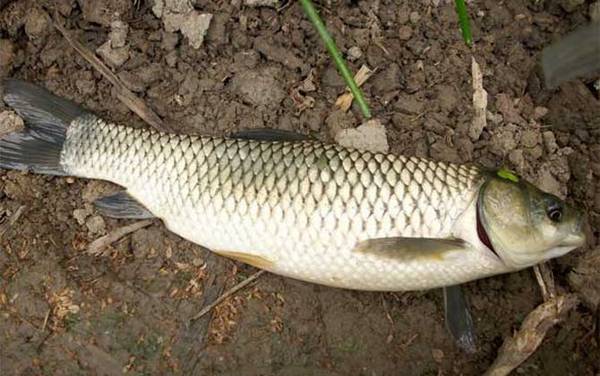 韭菜钓草鱼逢草必杀是真的吗?