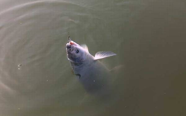 青鱼怎么钓上鱼快?