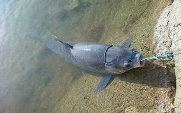 钓黑坑青鱼如何调漂?