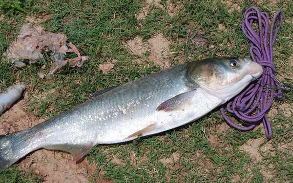 抛竿钓鲢鳙怎么调漂?