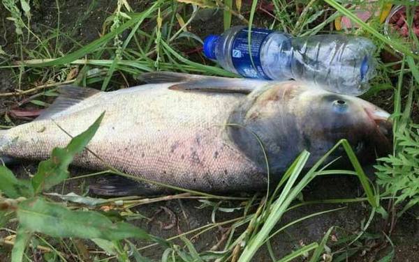 鲢鳙钓组安装方法有哪些?