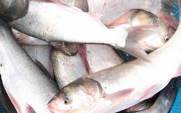 手竿钓鲢鳙怎么调漂?