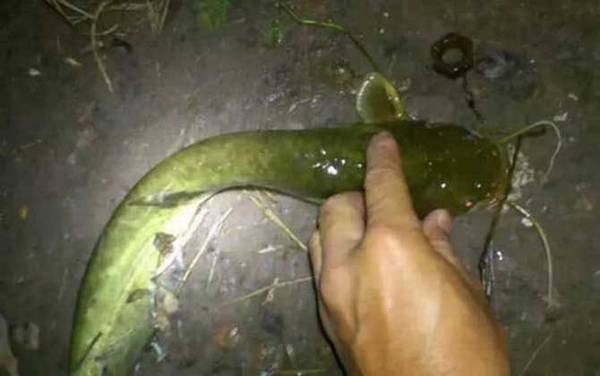 鲶鱼钓法技巧及注意事项