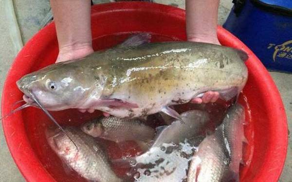 鲶鱼钓法技巧及注意事项