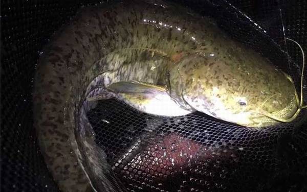 钓鲶鱼最佳时间是什么时候?