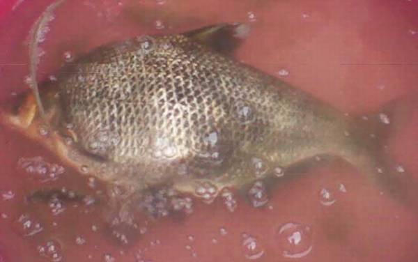 钓鳊鱼一般离底多少合适?