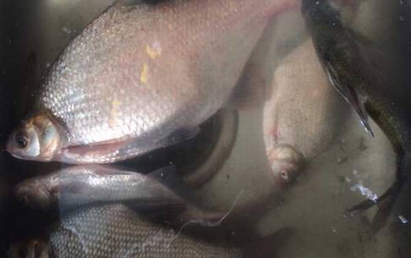 钓鳊鱼一般离底多少合适?