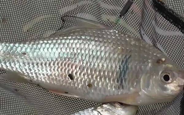 钓土鲮鱼是钓底还是钓浮?