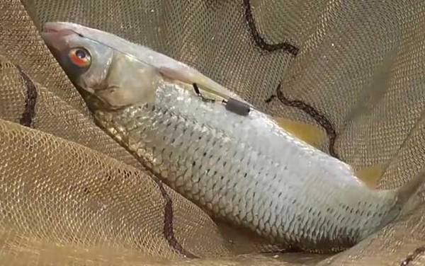 钓土鲮鱼是钓底还是钓浮?