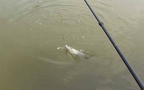 钓土鲮鱼是钓底还是钓浮?